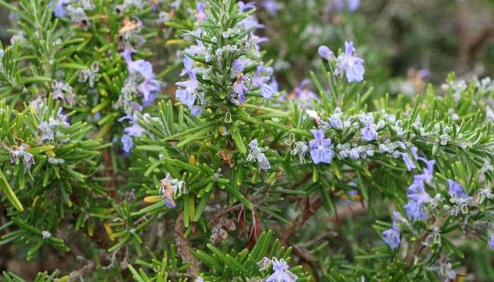 A rosemary plant covered with small purple flowers.