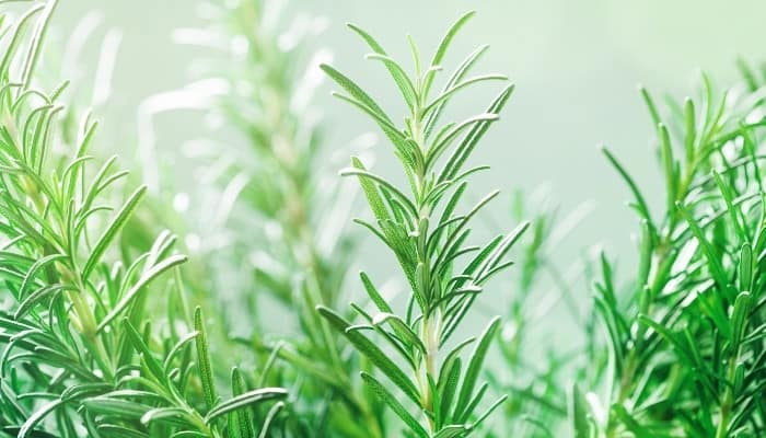 Rosemary sprigs in the garden surrounded by a thick fog.