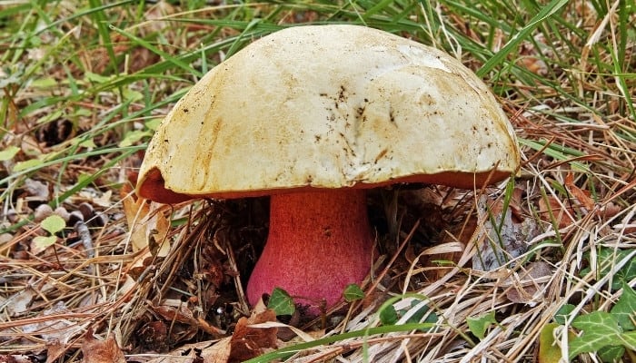 A satan's bolete, or devil's bolete, mushroom on forest floor.