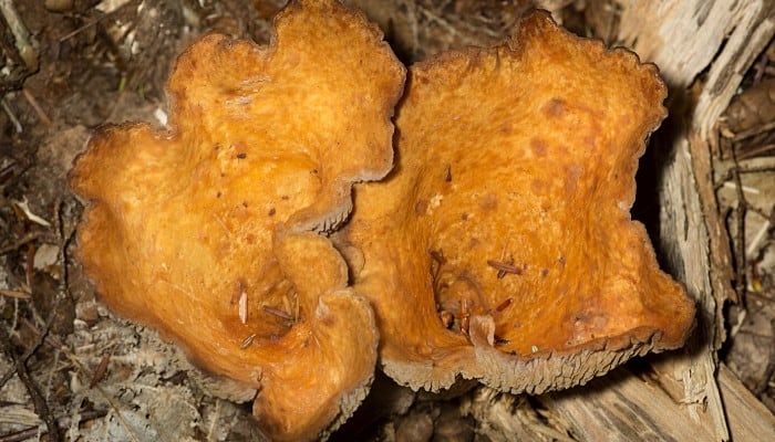 A close-up image of a scaly vase chanterelle mushroom.