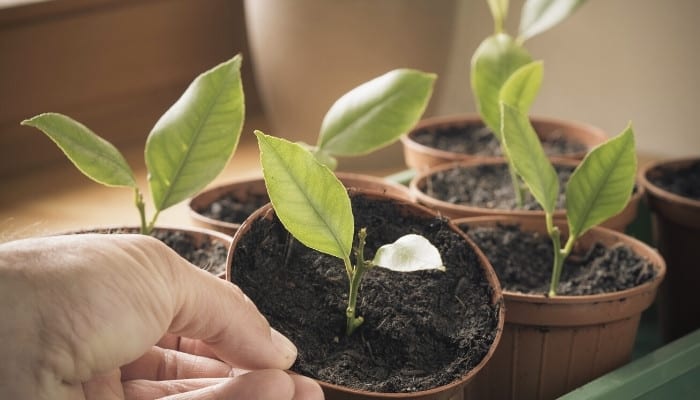 Seven little lemon tree cuttings planted in small pots for rooting.