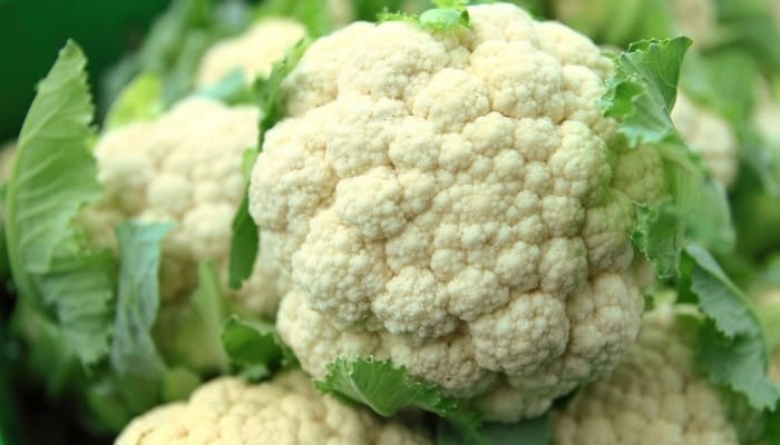 Several heads of freshly harvested cauliflower with outer leaves removed.