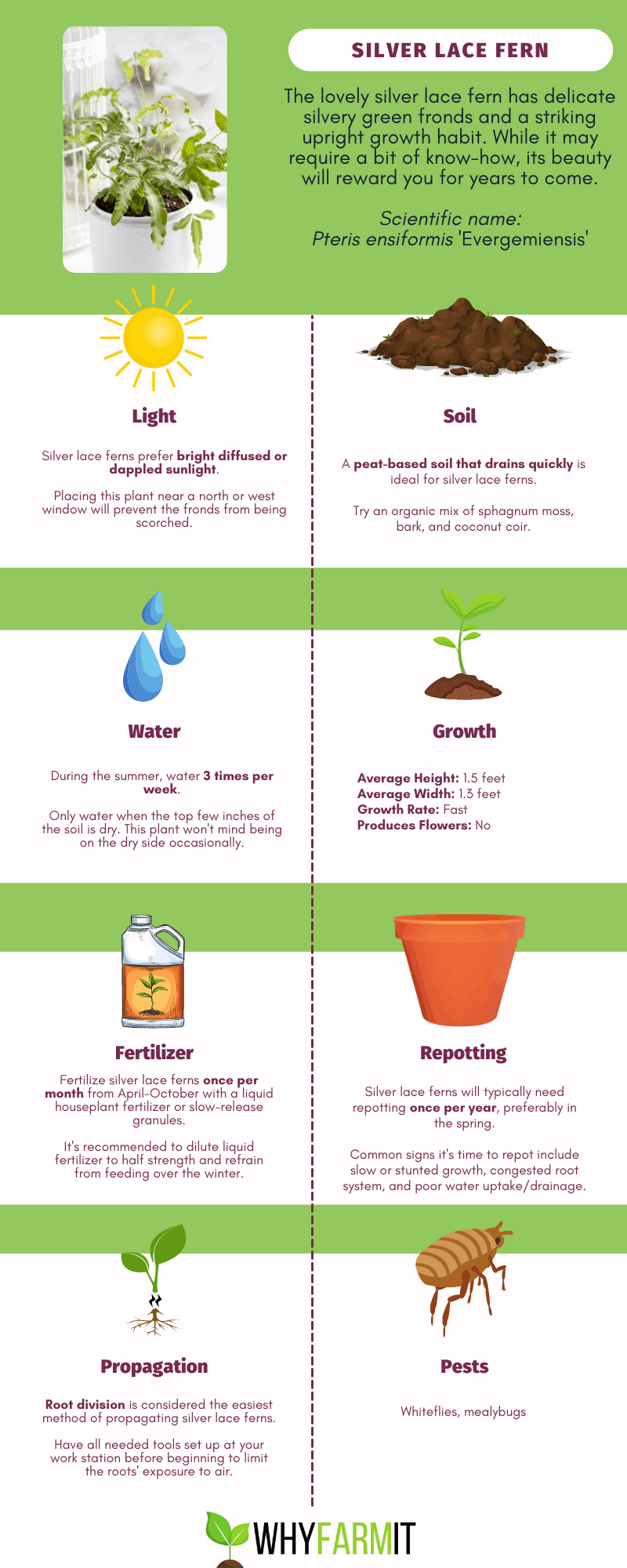 Graphic outlining care for silver lace fern