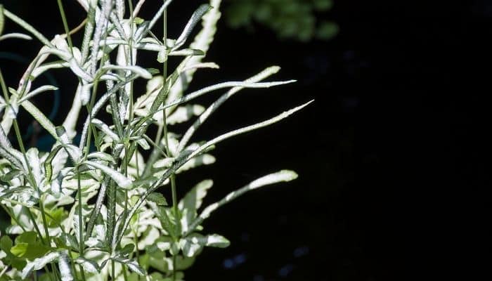 Silver lace fern fronds on the left against a black background.