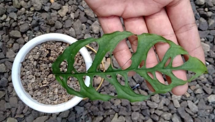 The leaf of a Monstera obliqua resting in a man's hand with gravel showing beneath the pot.