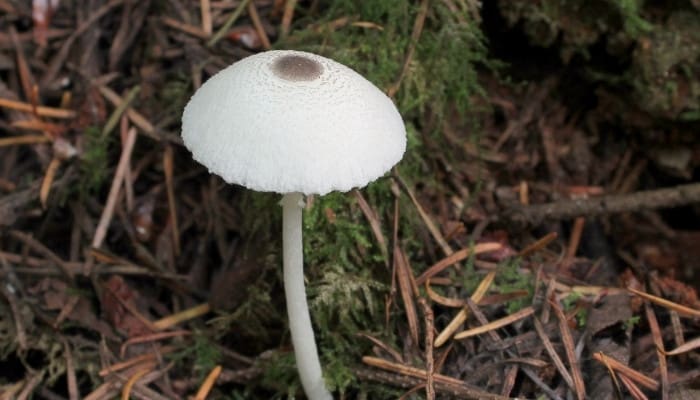 A skullcap dapperling mushroom growing among moss on the forest floor.