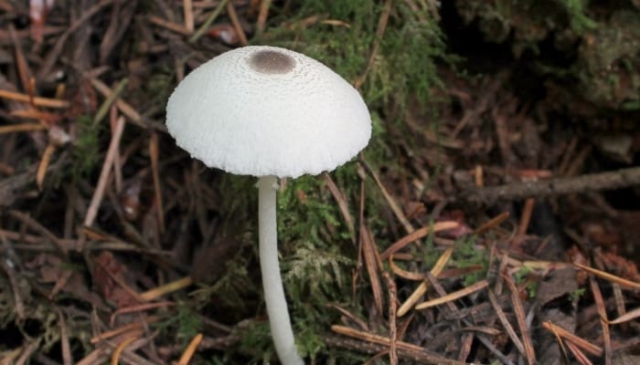 10 Most Poisonous Mushrooms Foraging Safety List 5695