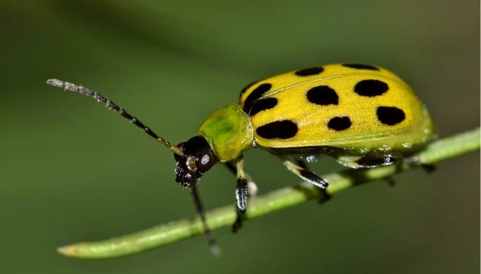 A yellow spotted cucumber beetle on the end of a slender stem.