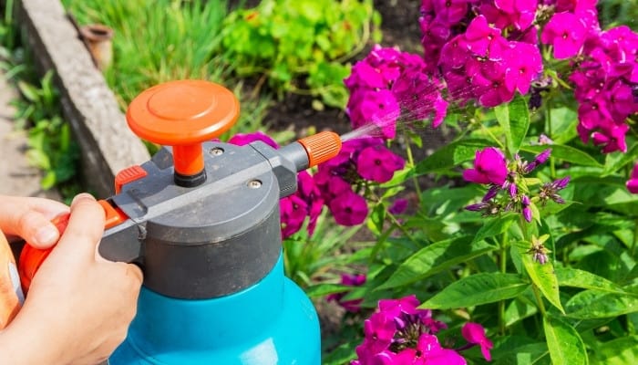 A sprayer attachment hooked onto a hose used for foliar feeding of plants.