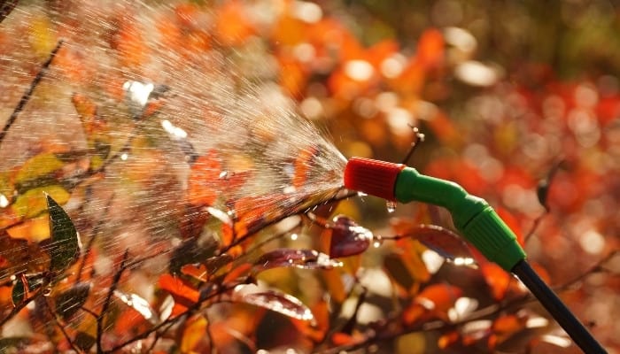 Red-leafed plants being sprayed with a fine mist from a hose attachment sprayer.