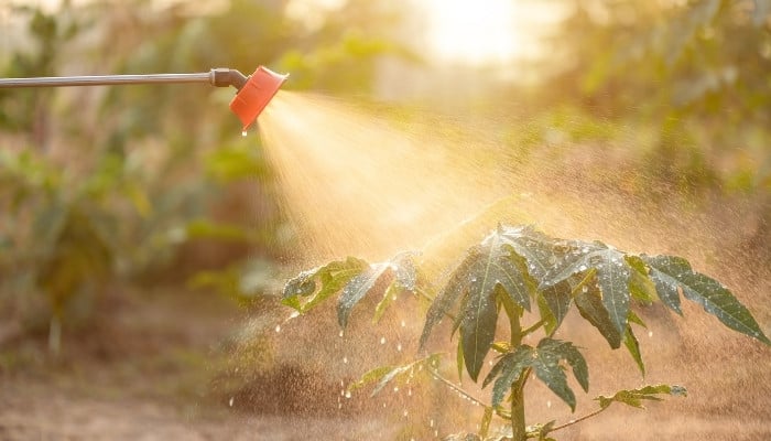 A small tree being sprayed with fertilizer from a hose attachment.