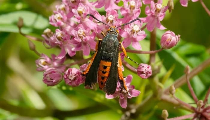 An adult squash vine borer bug on a cluster of pink flowers.