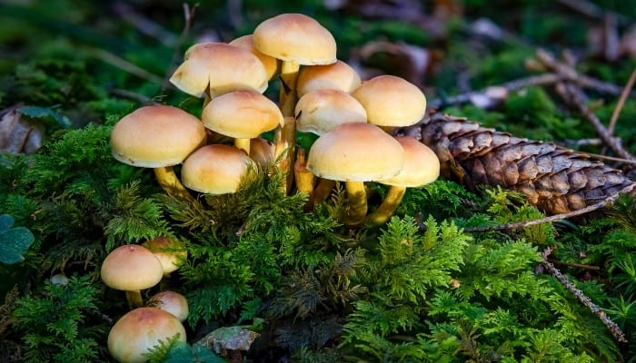 A group of sulfur tuft mushrooms growing amid moss and large pine cones.