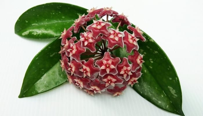 Three leaves and a pink flower cluster of the Hoya pubicalyx set against a white background.