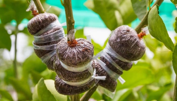 A tree with three branches wrapped in air layering medium for propagation.