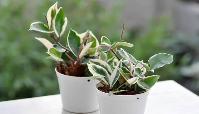 Two Hoya carnosa variegata plants in white pots sitting outdoors on a table.