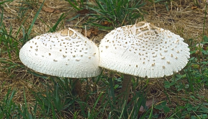 Two false parasol mushrooms growing among blades of grass.