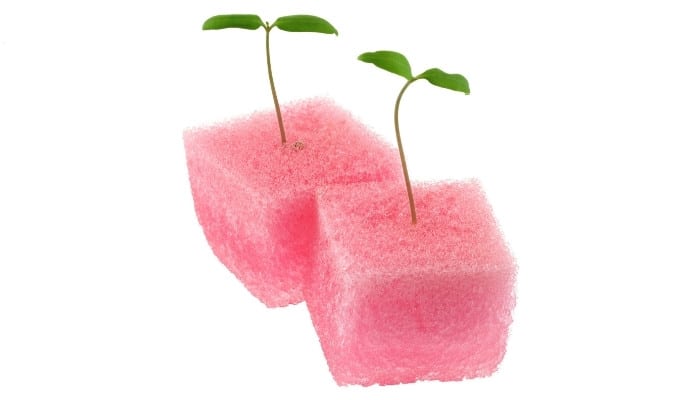 Two pink hydroponic grow sponges with healthy tomato seedlings.