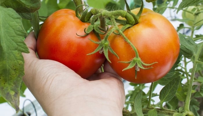 A hand supporting two hydroponically grown tomatoes still on the vine.