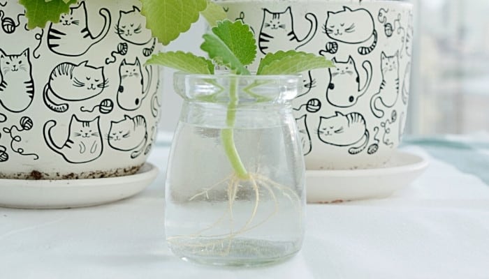 Two flower pots featuring cat outlines sitting behind a jar of water with a mint plant growing inside.