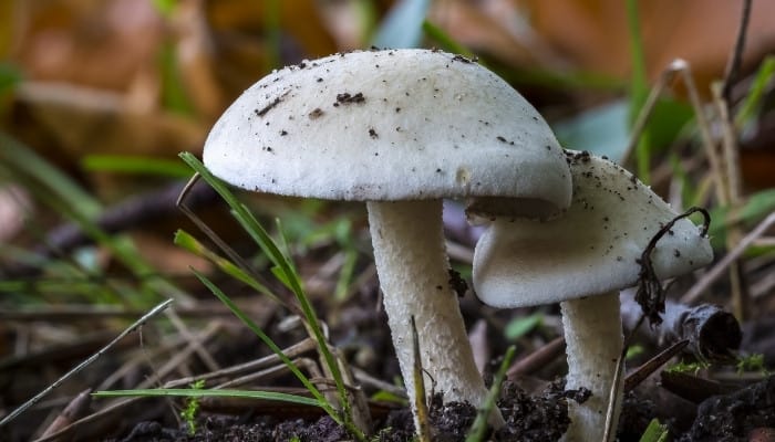 Two white mushrooms growing in soil among shoots of grass.