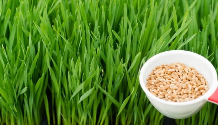 Growing wheatgrass with a small scoop of seeds in the forefront.