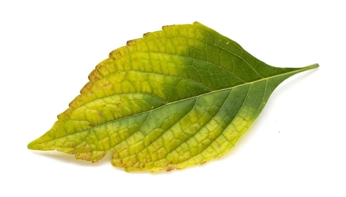 A yellowing basil leaf with edges turning brown against a white background.