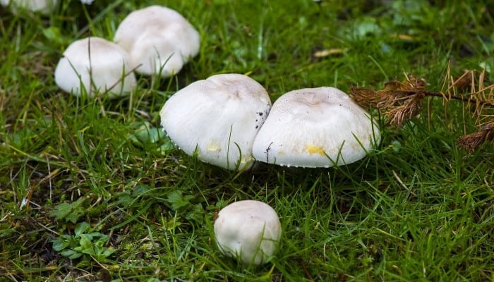 A group of yellow stainer mushrooms growing in a lawn.