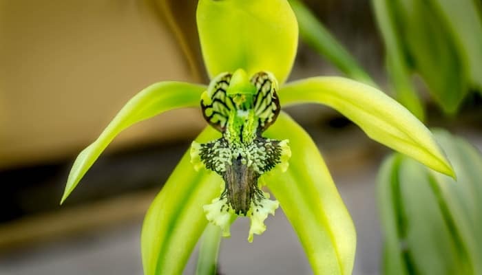 The green and black bloom of a Coelogyne pandurata.