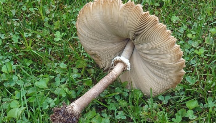A false parasol mushroom that has been knocked over.