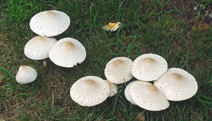 A grouping of false parasol mushrooms on a lawn.