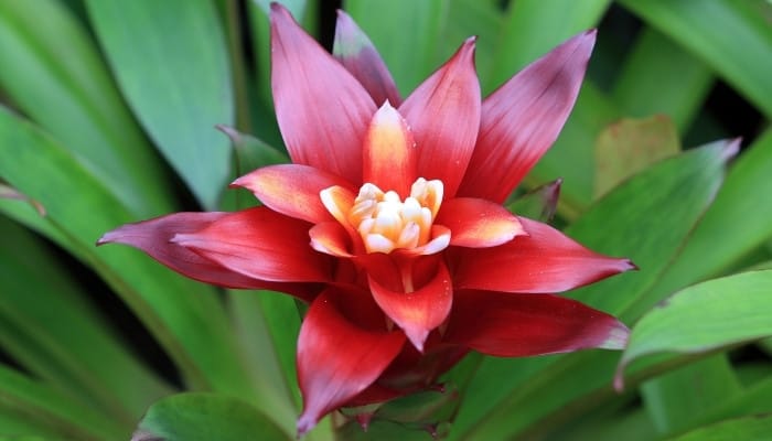 A close-up look at a red bromeliad plant.