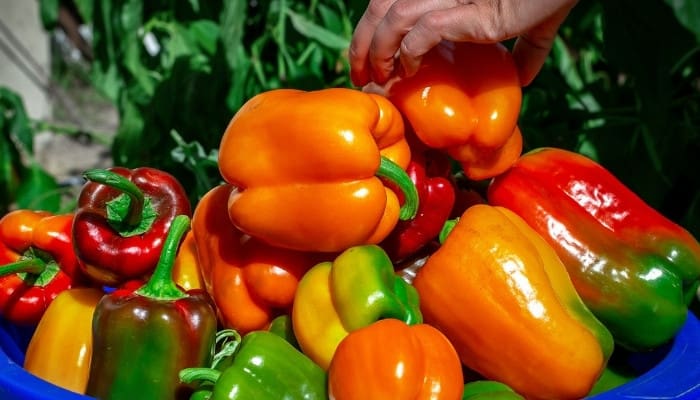 A man adding a variety of bell peppers to a large blue tub.