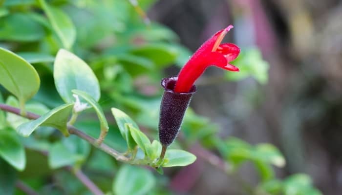 Aeschynanthus radicans 'Jack' with a bright red bloom.