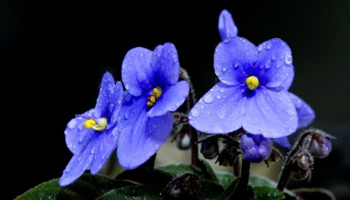 Blue flowers of an African violet set against a black background.