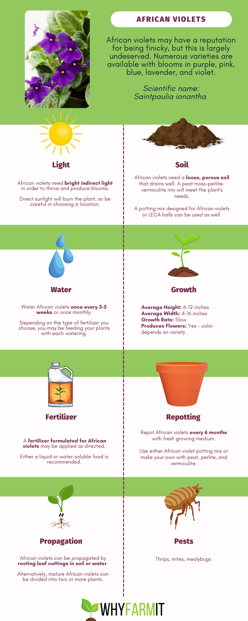 Graphic outlining care for African violets.