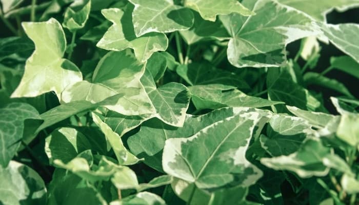 Close-up look at Algerian ivy leaves.