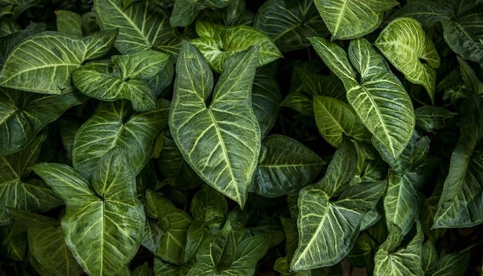 The deep-green, lush leaves of the Alocasia 'Jewel' plant.