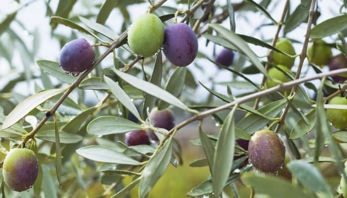 Amfissa olives in various stages of ripening on the tree.