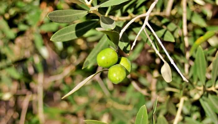 Arbequina olives ripe and ready for picking on the tree.