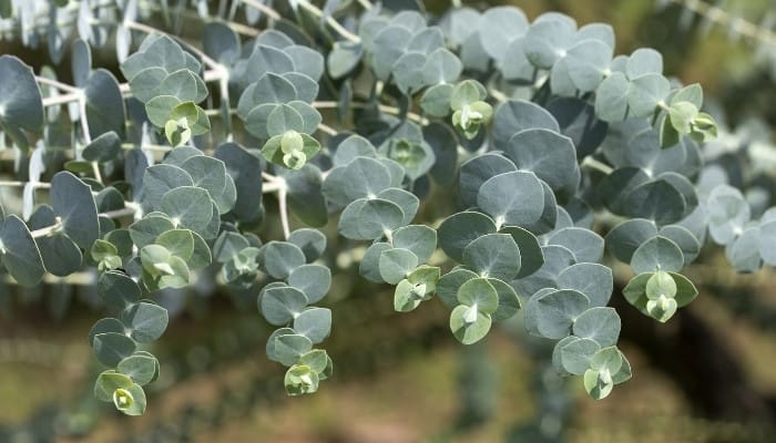 Leaves and branches of baby blue eucalyptus.