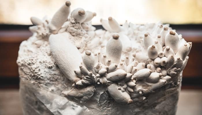 A bag of king oyster mushroom mycelium and substrate beginning the fruiting stage.