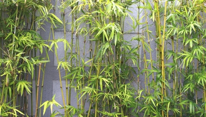 Bamboo plants growing outside in front of a gray, solid wall.