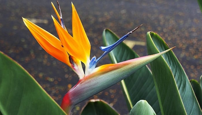 A close-up shot of a bird of paradise flower and leaves with browning edges.
