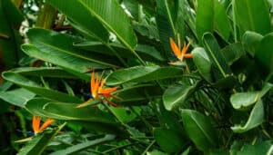 Why Are My Bird of Paradise Leaves Curling? 8 Common Causes