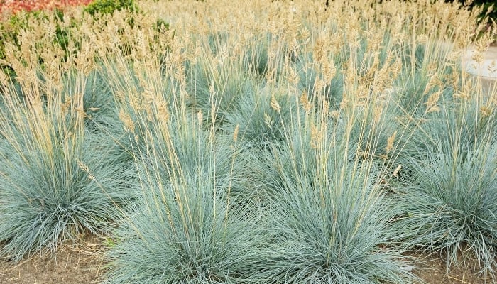 Multiple blue fescue grasses sporting tall flowering plumes.