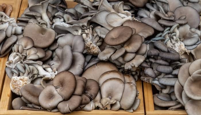 Large pile of blue oyster mushrooms for sale at an outdoor market.