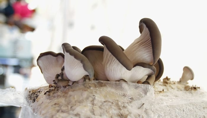 Blue oyster mushrooms growing indoors awaiting harvest.