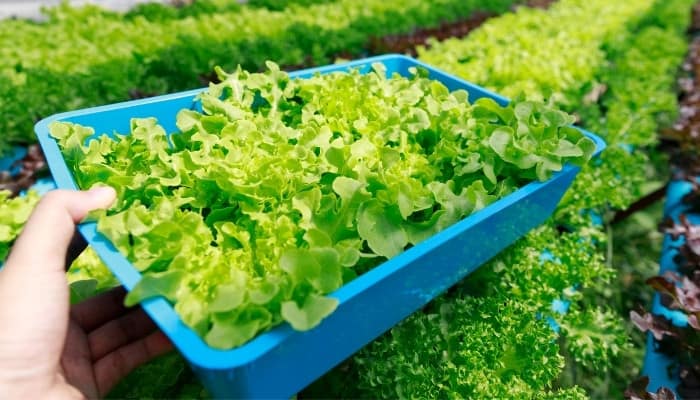 A lady lifting a blue tray of lettuce from a large hydroponic system.