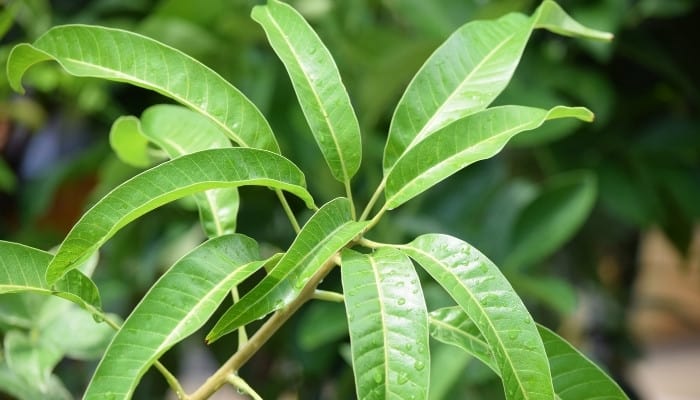 The tip of a branch from a mango tree.